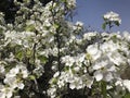 Pear Blossoms in Spring Royalty Free Stock Photo